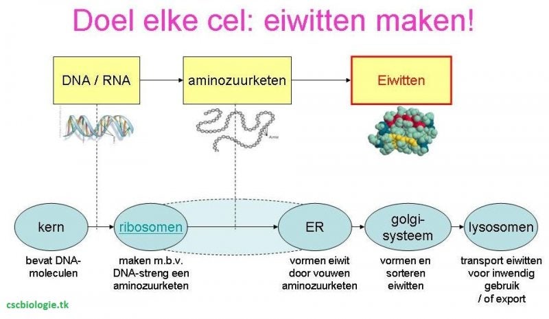 eiwitsynthese cel cscbiologie.tk